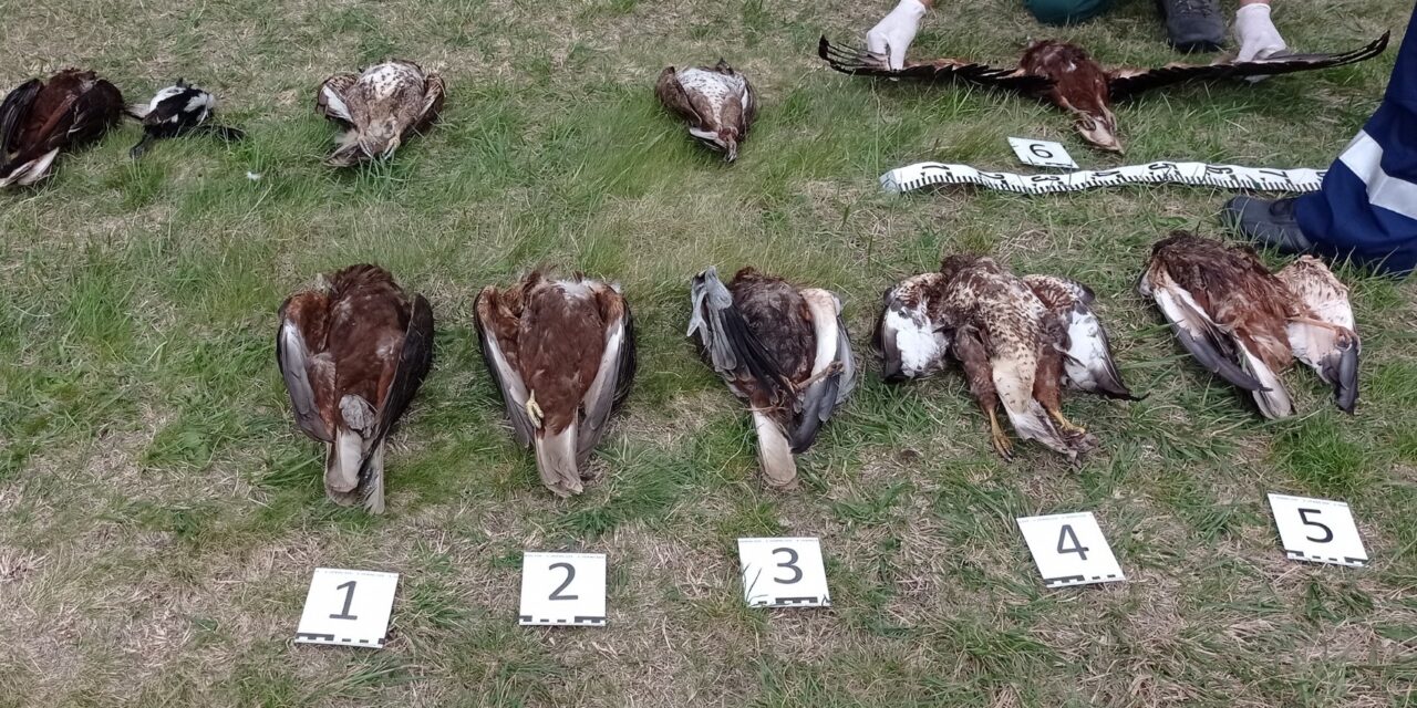 Héjákat és egerészölyveket mérgeztek meg Mórahalomnál