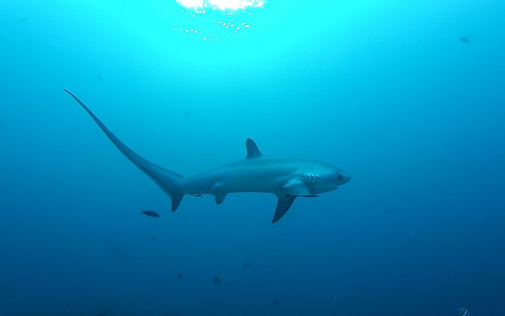 Háromméteres, százkilós cápát fogott egy kamaszfiú az Adriai tengerben (Videó)