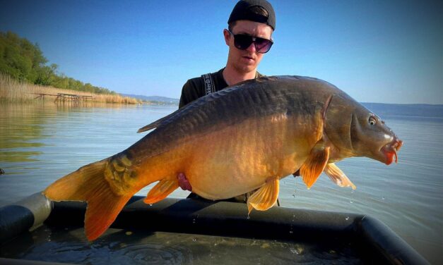 A bajsai Rubint Roland horgára egy közel 20 kilós tükörponty akadt a Balatonon