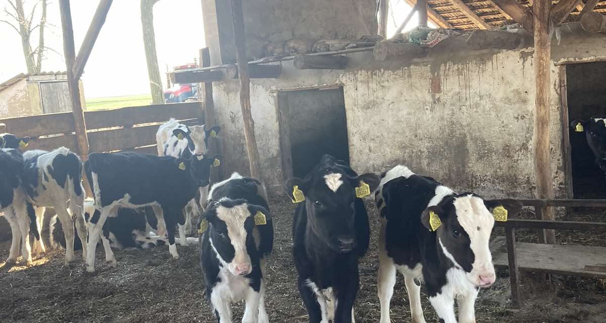 Trágyaszórással tiltakozhatnak a tejgyárak és üzletek előtt a tejtermelők