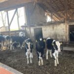 Trágyaszórással tiltakozhatnak a tejgyárak és üzletek előtt a tejtermelők