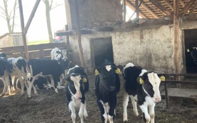 Trágyaszórással tiltakozhatnak a tejgyárak és üzletek előtt a tejtermelők