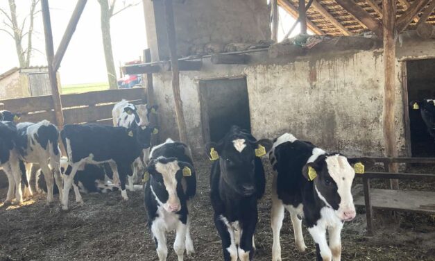 Trágyaszórással tiltakozhatnak a tejgyárak és üzletek előtt a tejtermelők