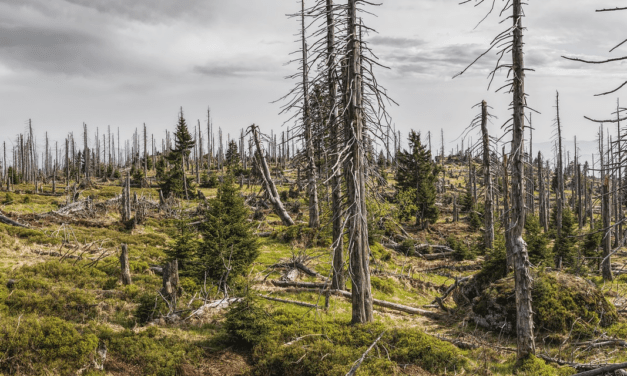 „Atyám, bocsáss meg nekik, mert nem tudják, mit cselekszenek!” (Vagy mégis tudták?)