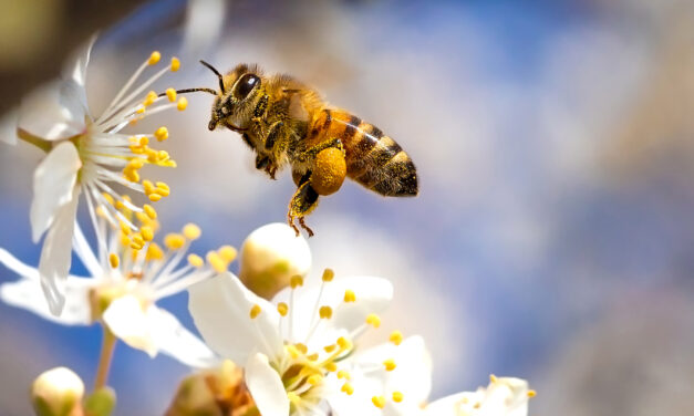 <span class="entry-title-primary">Aknakereséstől a mézig</span> <span class="entry-subtitle">A méhek világnapja</span>