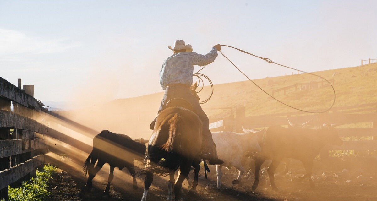 Autópályán lasszóval kapott el egy tehenet egy cowboy (videóval)