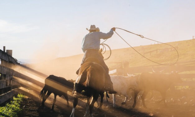 Autópályán lasszóval kapott el egy tehenet egy cowboy (videóval)