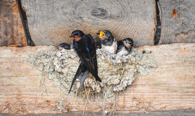 Egy tonna kukoricát kap ajándékba a legtöbb fecskefészekkel rendelkező háztartás