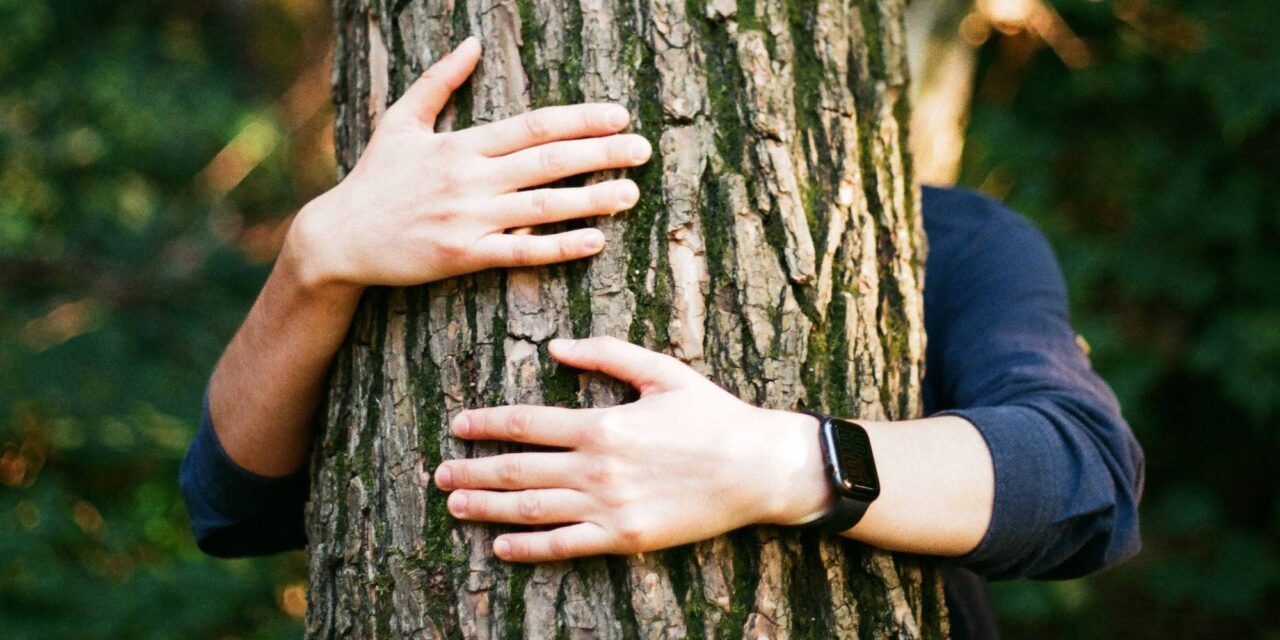 Utassal együtt akarta ellopni az autót, majd egy fenyőfa alá bújt a rendőrök elől