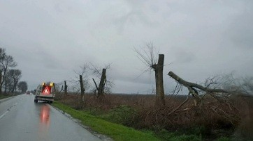 Fákat csonkítottak meg Újvidék és Zombor között