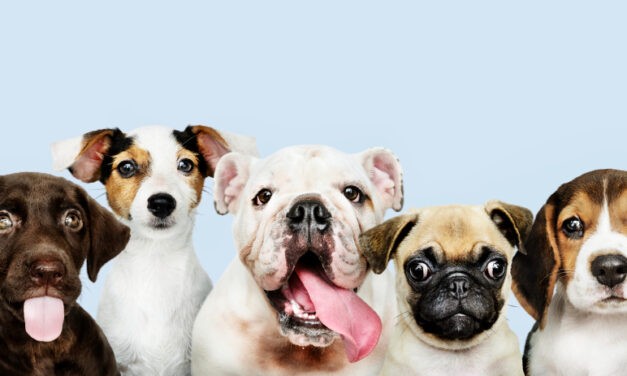 Az önkormányzattól havi 35 eurót kapott, így a polgároktól kér segítséget a Lajka