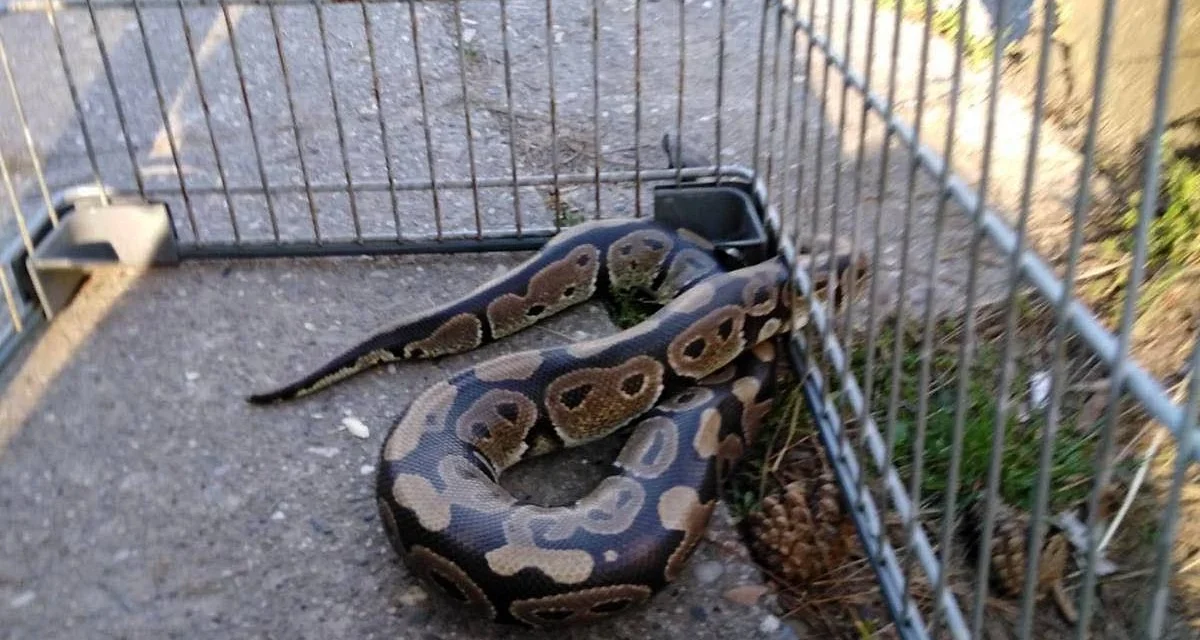 Dráma Szabadkán: Királypitont fogott egy idős férfi a focipályán (Fotók)