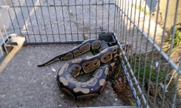 Dráma Szabadkán: Királypitont fogott egy idős férfi a focipályán (Fotók)