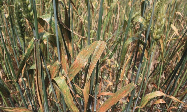 Ritka betegség támadta meg a vetést, futótűzként terjed a búzaföldeken