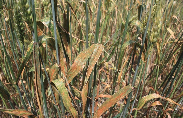 Ritka betegség támadta meg a vetést, futótűzként terjed a búzaföldeken