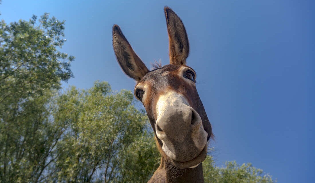 A bánáti szamár új csacsifaj lesz Szerbiában