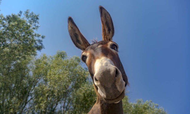 A bánáti szamár új csacsifaj lesz Szerbiában
