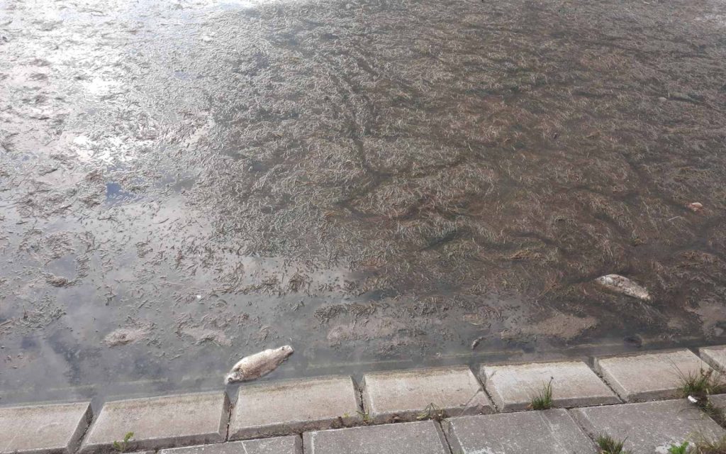 Döglött halak úszkálnak a Palicsi-tóban