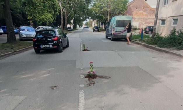 Virágokat ültettek a kátyúkba a nagybecskerekiek