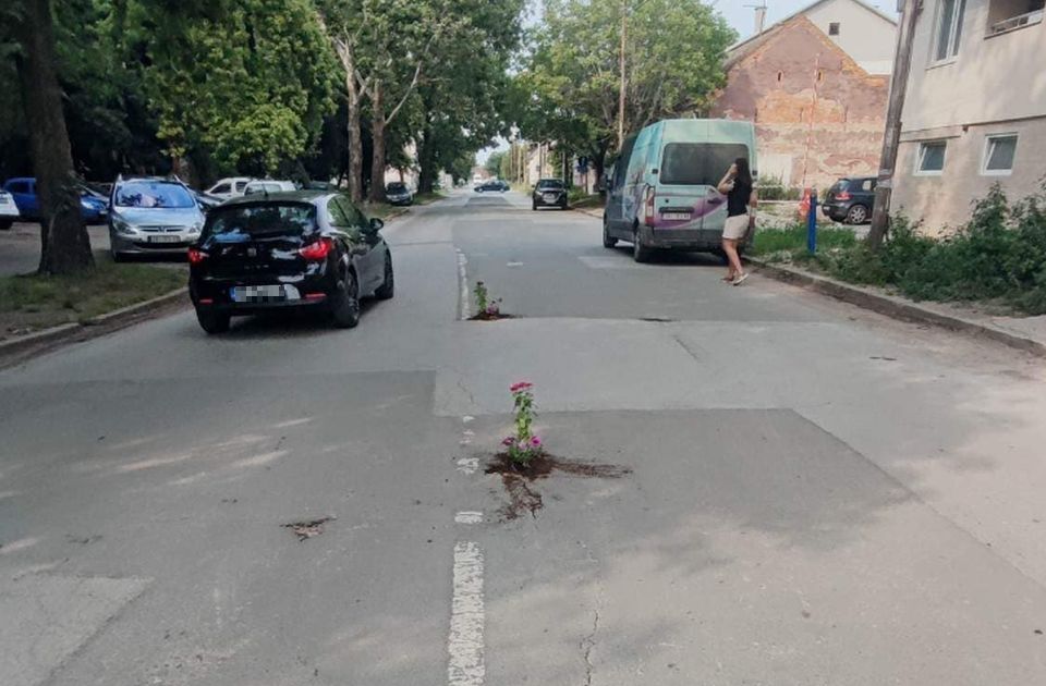 Virágokat ültettek a kátyúkba a nagybecskerekiek