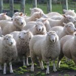 Megemelkedett az élőállatok felvásárlási ára