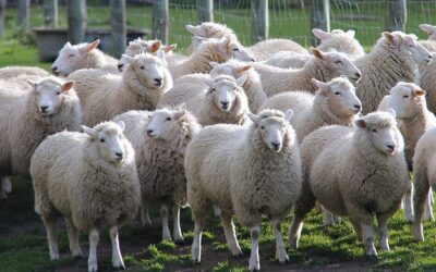 Túl sok a birka Ausztráliában