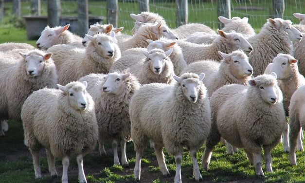 Nem volt elég diák, négy birkát írattak be az iskolába