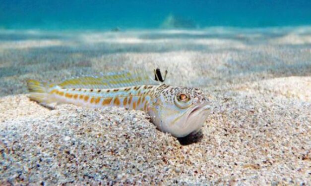 Mérgező hal szúrt meg egy szerbiai kislányt Görögországban