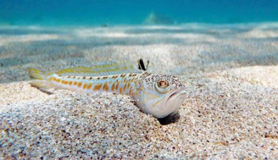 Mérgező hal szúrt meg egy szerbiai kislányt Görögországban