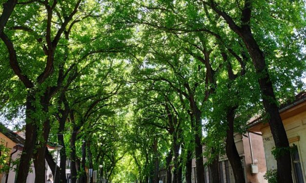 A világ 50 legszebb utcája közül az egyik vajdasági