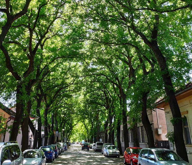 A világ 50 legszebb utcája közül az egyik vajdasági