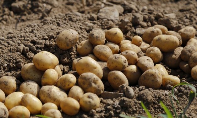 Hektáronként 10 ezer eurós haszon is lehet a burgonyán