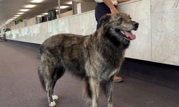 Kutya is indul a torontói polgármester választáson