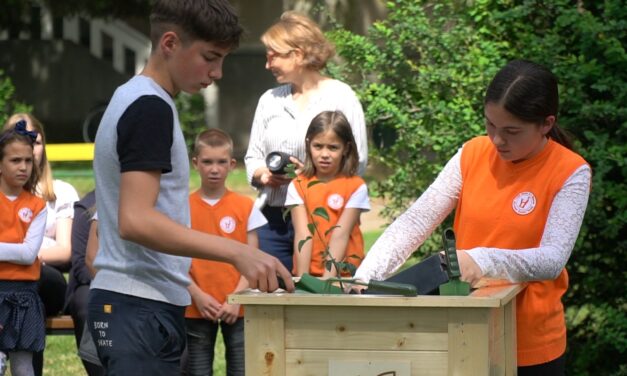 Elültették az óbecsei Petőfi iskolában a költőóriás körtefájának apró oltványát