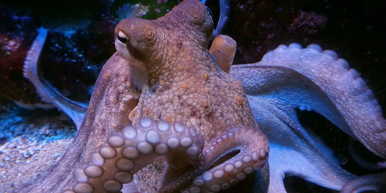 Ausztrália partjainál valóságos vízalatti városokat építenek a polipok