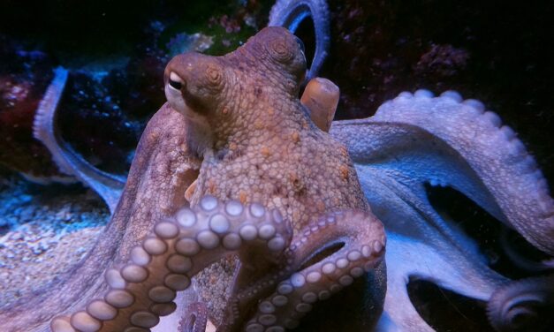 Ausztrália partjainál valóságos vízalatti városokat építenek a polipok