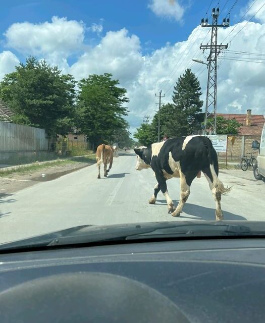Sétáltak egyet a tehenek a szabadkai utcákon