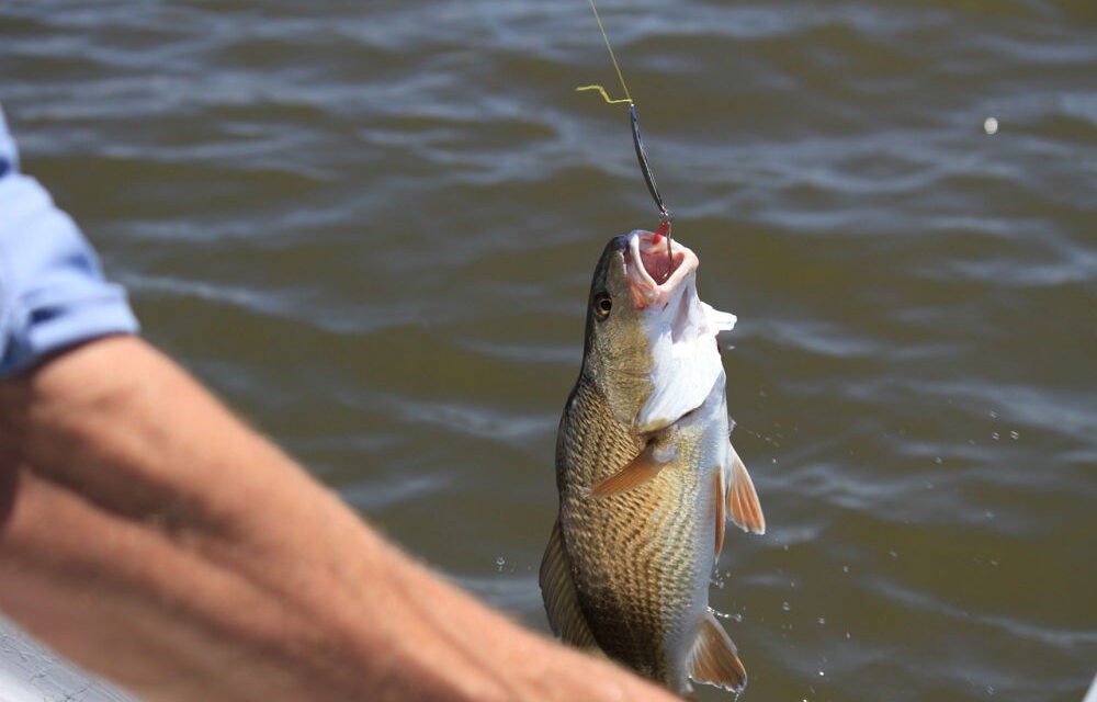 Növeld a horgászat hatékonyságát etetőhajó használatával!