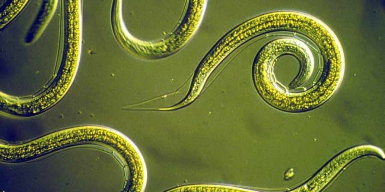 Nemcsak feléledtek, szaporodni is képesek a 46 ezer éve fagyott férgek