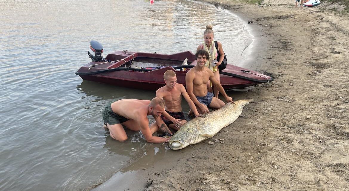 Véletlen fogás volt a csaknem hatvan kilós harcsa, három órán át kellett fárasztani