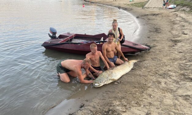 Véletlen fogás volt a csaknem hatvan kilós harcsa, három órán át kellett fárasztani