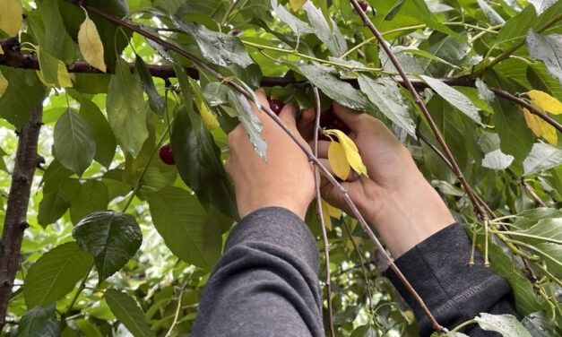 Nem könnyű, de jól fizet az idénymunka