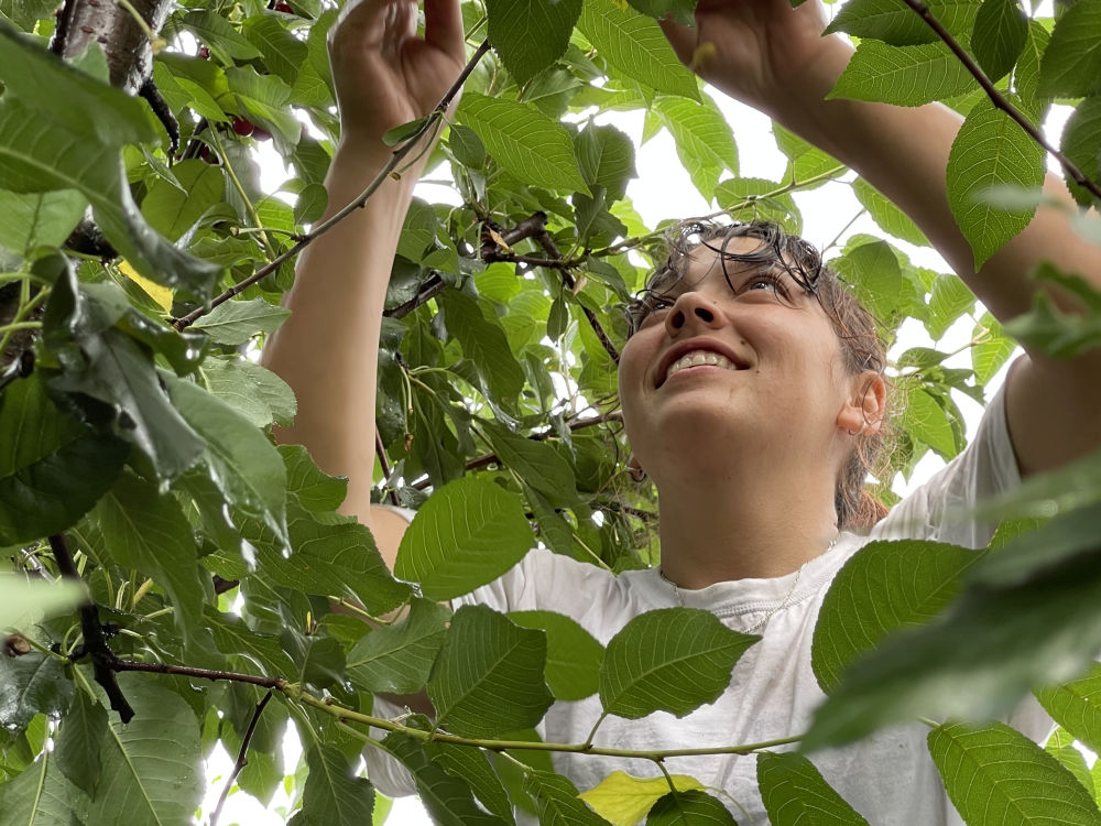 Heléna sokszor vállal idénymunkát