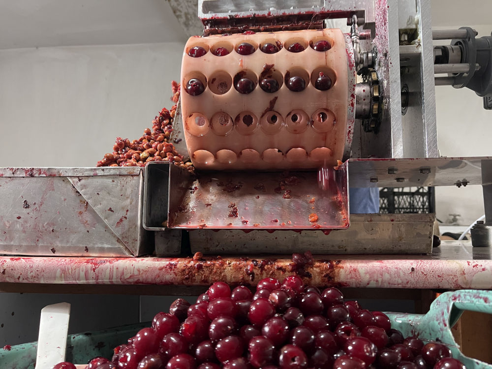 Dolgozik a meggyfejtő