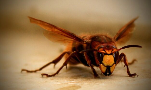 Lódarázs csípésbe halt bele egy Čačak környéki asszony