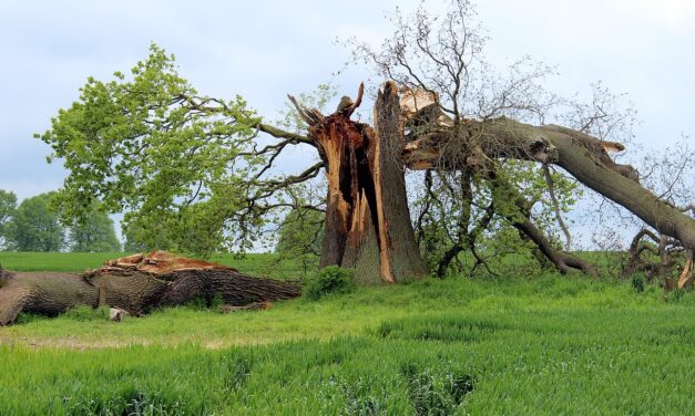 Csak Palánkán félmillió fát tört ki a vihar