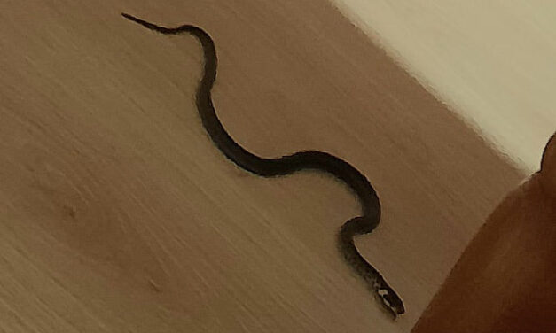 Tele van a házuk kígyóval, de nem kapnak segítséget, mert senki se illetékes