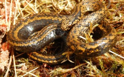 Elszökött pitont találtak Szabadkán