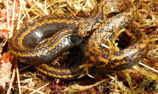 Skorpiókat, pókokat, kígyókat foglaltak le