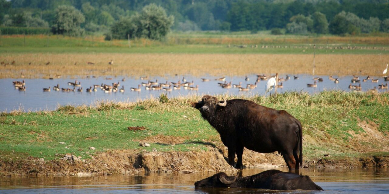 Tömegével pusztulnak a madarak Mórahalmon, a hőség miatt egy mérgező baktérium szaporodott el